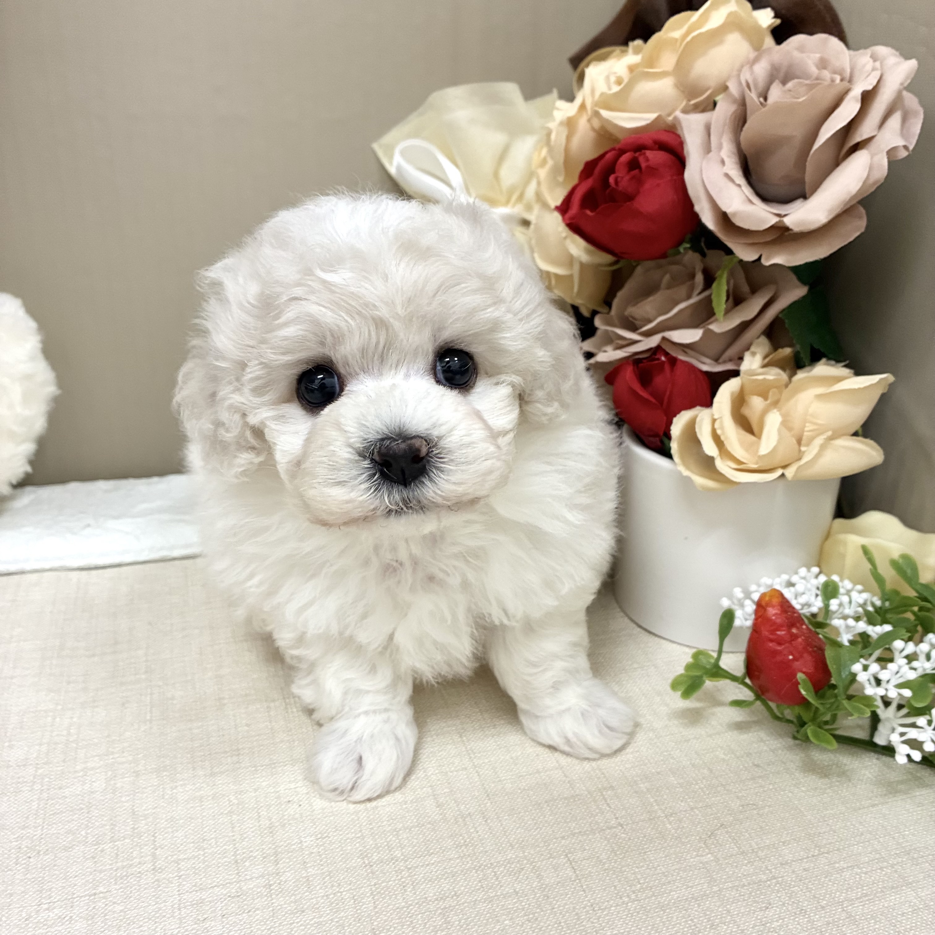 千葉県のビションフリーゼ (犬の家＆猫の里ワンズモール稲毛店/2026年2月2日生まれ/女の子/ホワイト)の子犬の3枚目の画像