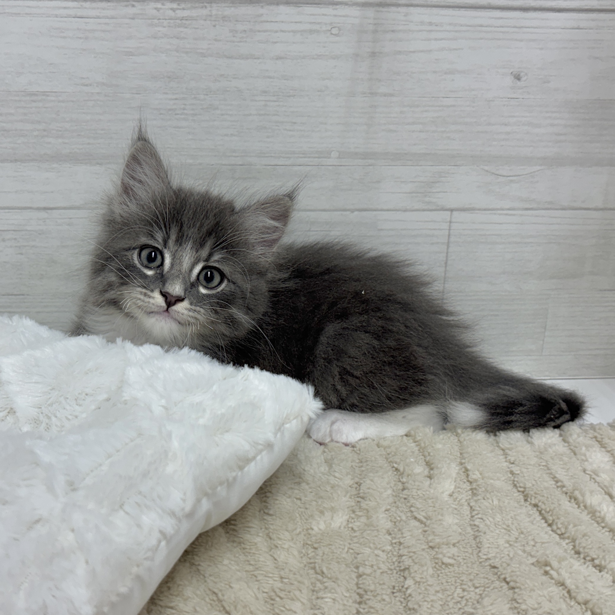 神奈川県のマンチカン (犬の家＆猫の里相模原店/2026年2月3日生まれ/男の子/ブルータビーホワイト)の子猫の3枚目の画像