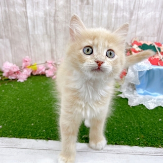 神奈川県のマンチカン (犬の家＆猫の里小田原店/2026年2月3日生まれ/男の子/クリームタビーホワイト)の子猫の3枚目の画像