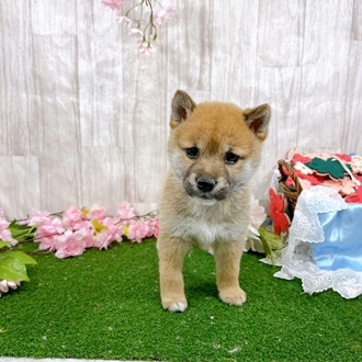 神奈川県の柴犬(標準サイズ) (犬の家＆猫の里小田原店/2026年2月2日生まれ/女の子/赤)の子犬の3枚目の画像