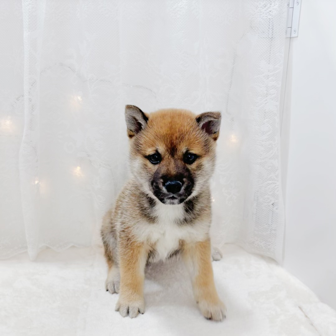 千葉県の柴犬(標準サイズ) (犬の家＆猫の里BIGHOPガーデンモール印西店/2026年2月2日生まれ/女の子/赤)の子犬の3枚目の画像
