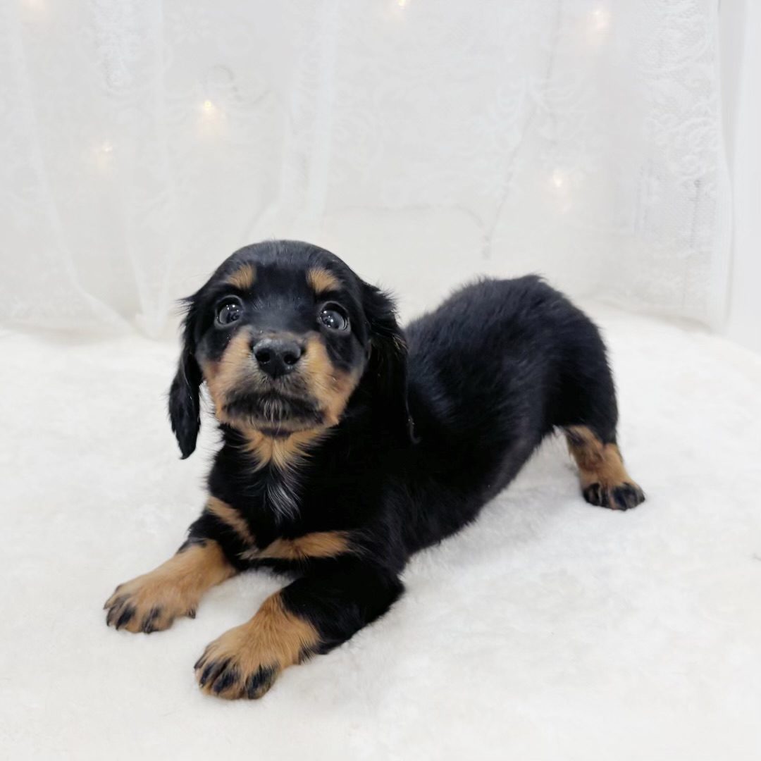 千葉県のミニチュアダックスフンド(ロング) (犬の家＆猫の里BIGHOPガーデンモール印西店/2026年2月1日生まれ/女の子/ブラックタン)の子犬の3枚目の画像