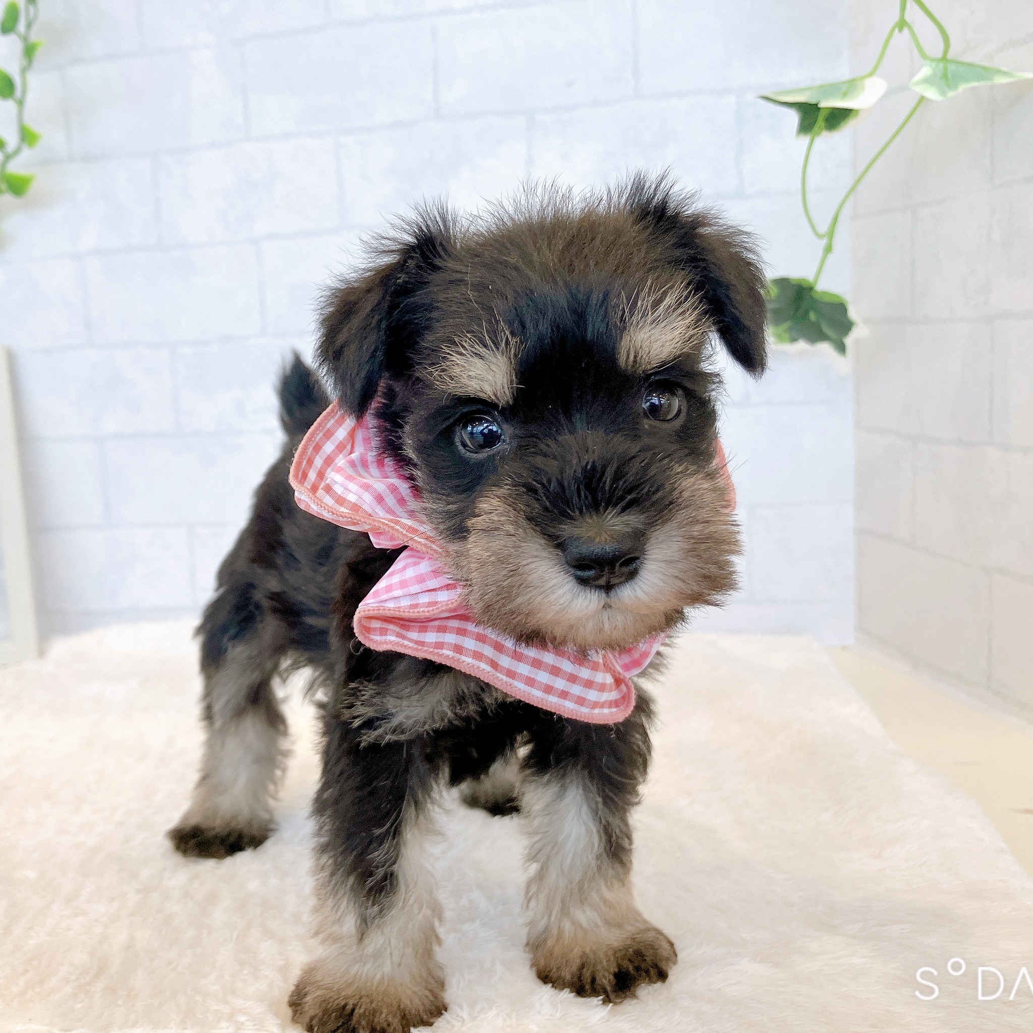 石川県のミニチュアシュナウザー (犬の家＆猫の里金沢店/2026年2月3日生まれ/女の子/ブラックシルバー)の子犬の3枚目の画像