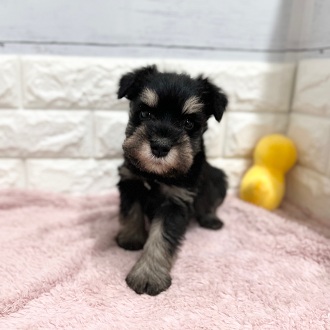 静岡県のミニチュアシュナウザー (犬の家＆猫の里アミーゴ浜松和田店/2026年2月3日生まれ/男の子/ブラックシルバー)の子犬の1枚目の画像