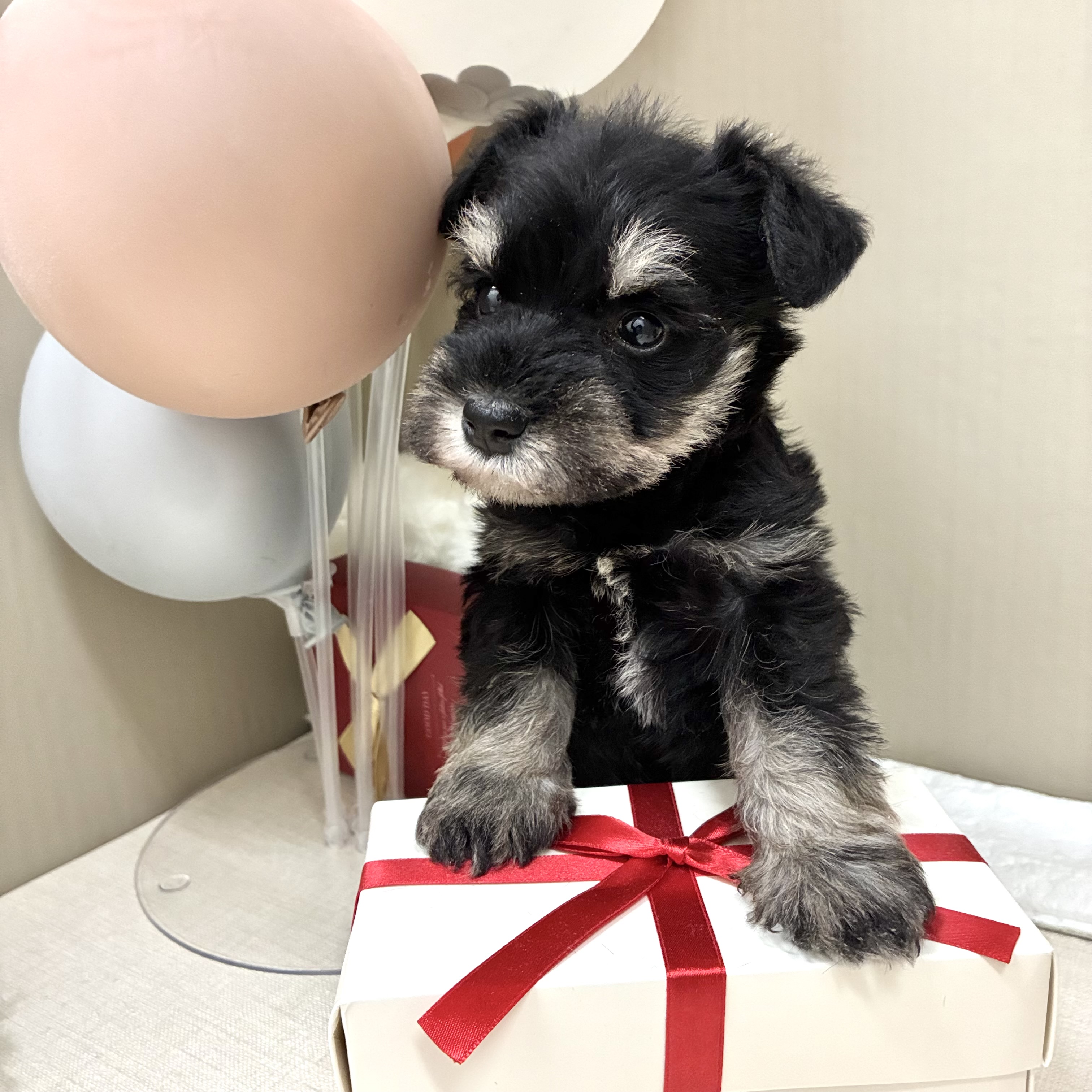 千葉県のミニチュアシュナウザー (犬の家＆猫の里ワンズモール稲毛店/2026年2月3日生まれ/男の子/ブラックシルバー)の子犬の1枚目の画像