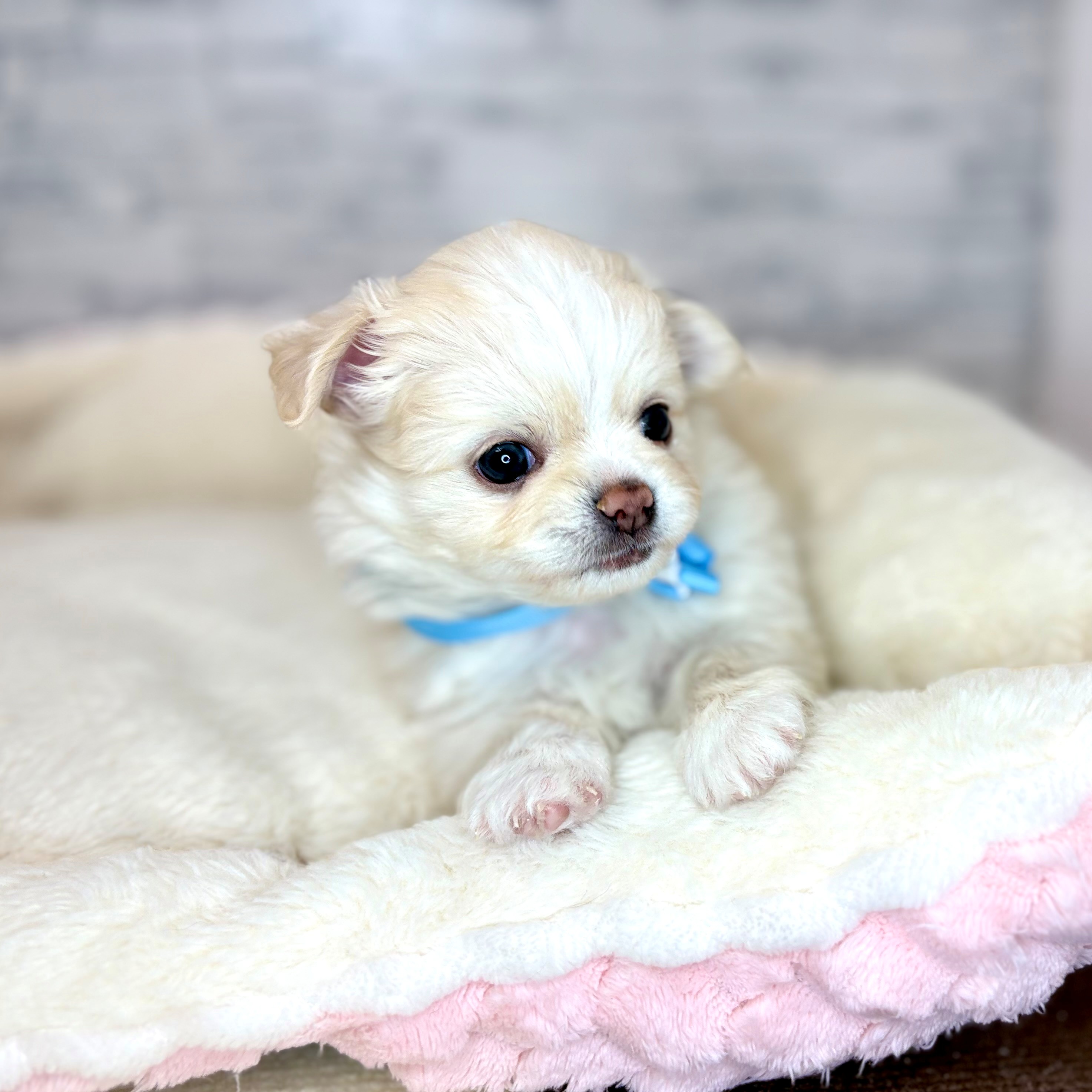 長野県のチワワ(ロング) (犬の家＆猫の里長野店/2026年2月3日生まれ/男の子/クリーム)の子犬の3枚目の画像