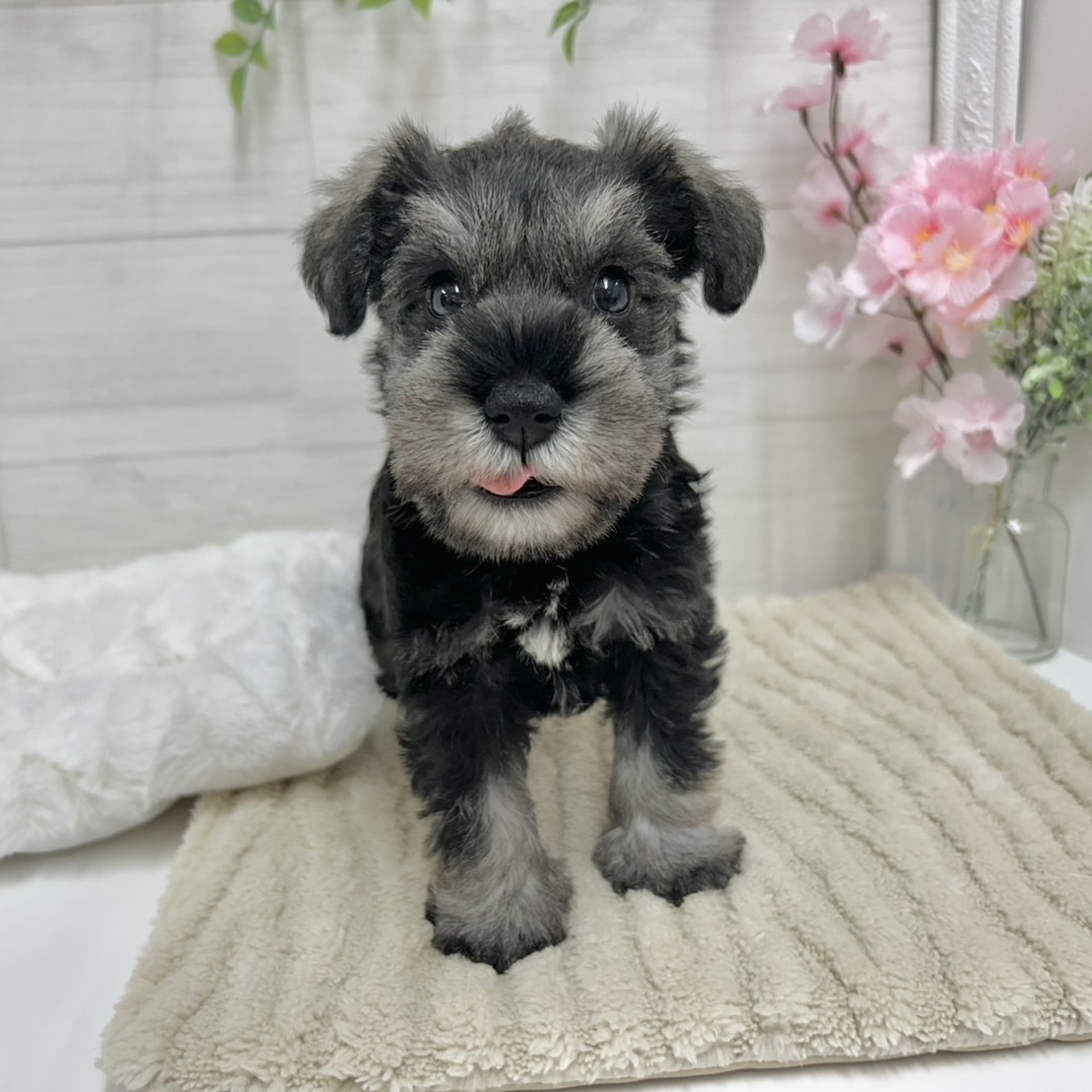 神奈川県のミニチュアシュナウザー (犬の家＆猫の里相模原店/2026年2月2日生まれ/女の子/ソルトペッパー)の子犬の3枚目の画像