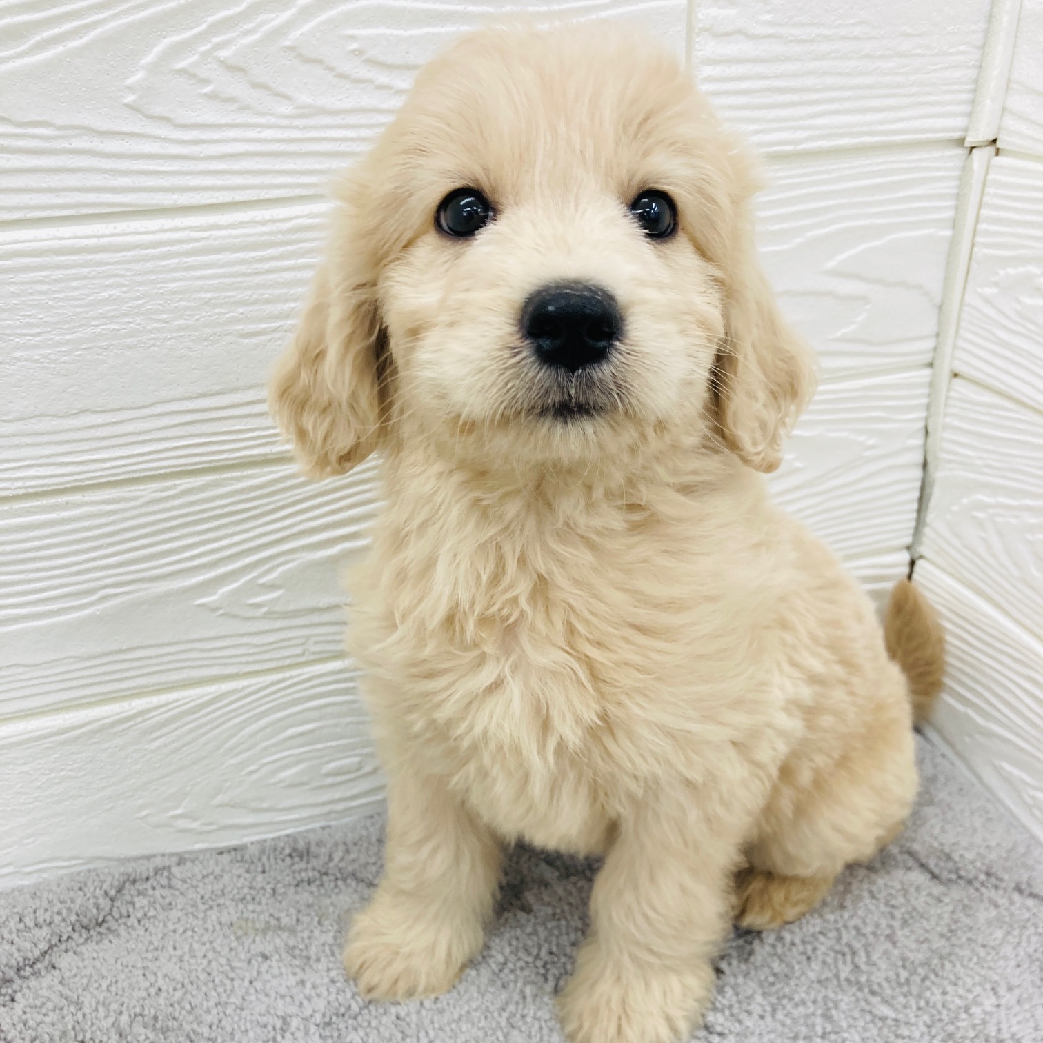 愛知県のゴールデンドゥードゥル(ゴールデン×プードル) (犬の家＆猫の里七宝店/2026年2月3日生まれ/女の子/アプリコット)の子犬の3枚目の画像