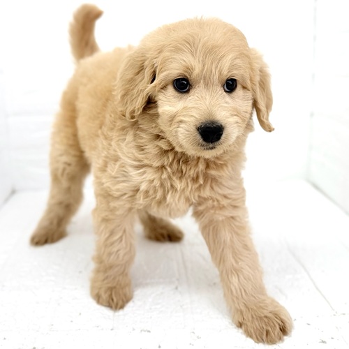 愛知県のゴールデンドゥードゥル(ゴールデン×プードル) (犬の家＆猫の里豊川インター店/2026年2月3日生まれ/女の子/アプリコット)の子犬の3枚目の画像