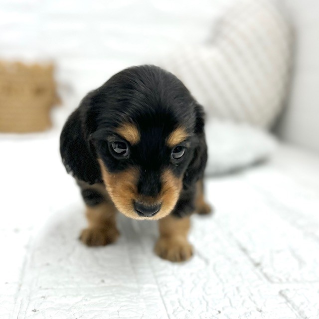 愛知県のミニチュアダックスフンド(ロング) (犬の家＆猫の里豊川インター店/2026年2月1日生まれ/男の子/ブラックタン)の子犬の3枚目の画像