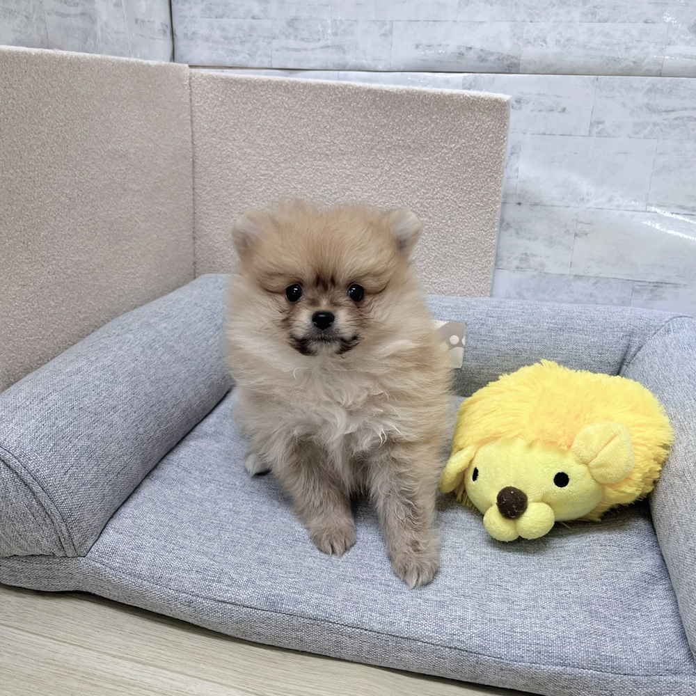 長野県のポメラニアン (犬の家＆猫の里塩尻店/2026年2月1日生まれ/女の子/オレンジ)の子犬の3枚目の画像