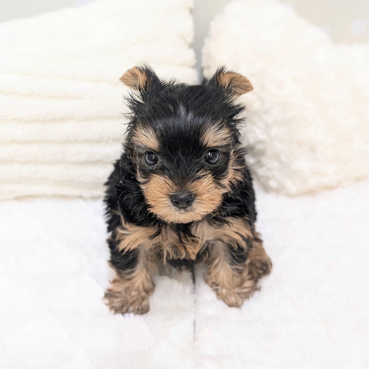 愛知県のヨークシャーテリア (犬の家＆猫の里安城店/2026年1月31日生まれ/女の子/スチールブルータン)の子犬の3枚目の画像