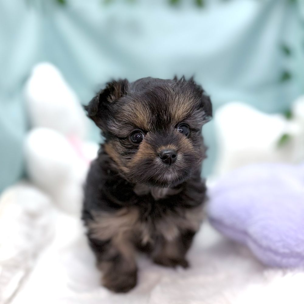 愛知県のポメキー(ポメラニアン×ヨークシャーテリア) (犬の家＆猫の里愛知刈谷店/2026年2月2日生まれ/女の子/ブラックタン)の子犬の3枚目の画像