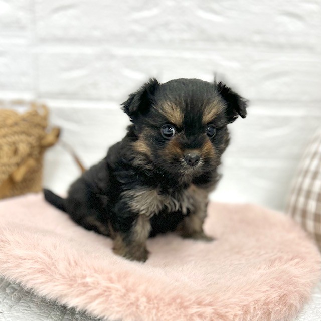愛知県のポメキー(ポメラニアン×ヨークシャーテリア) (犬の家＆猫の里豊川インター店/2026年2月2日生まれ/女の子/ブラックタン)の子犬の3枚目の画像