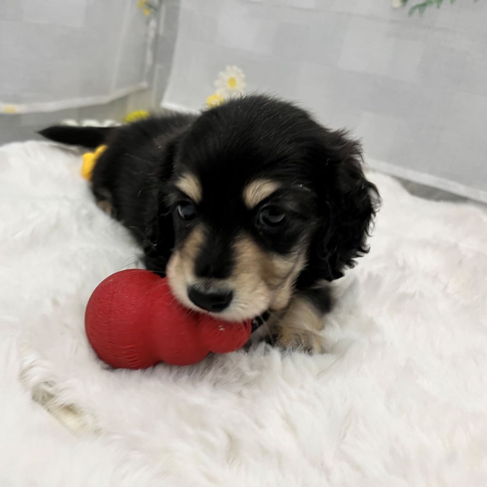 静岡県のミニチュアダックスフンド(ロング) (犬の家＆猫の里MEGAドン・キホーテ袋井店/2026年2月3日生まれ/男の子/ブラックイエロー)の子犬の3枚目の画像