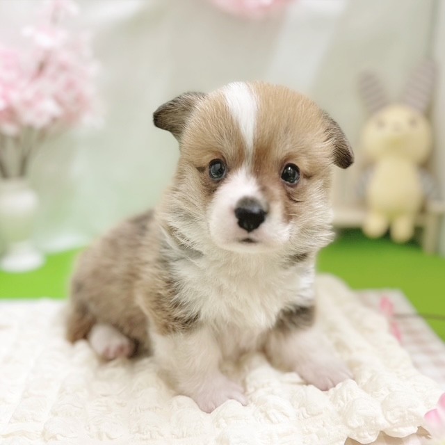 静岡県のウェルシュコーギーペンブローク (犬の家＆猫の里藤枝店/2026年2月3日生まれ/男の子/レッドホワイト)の子犬の3枚目の画像