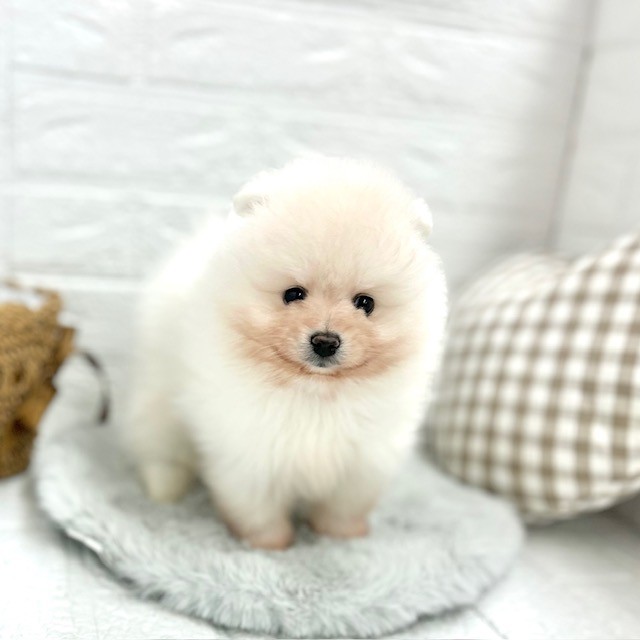 愛知県のポメラニアン (犬の家＆猫の里豊川インター店/2026年2月3日生まれ/男の子/ホワイト)の子犬の1枚目の画像