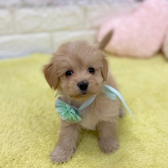 静岡県のマルックス(マルチーズ×ダックス) (犬の家＆猫の里プレ葉ウォーク浜北店/2026年2月2日生まれ/女の子/アプリコット)の子犬の1枚目の画像