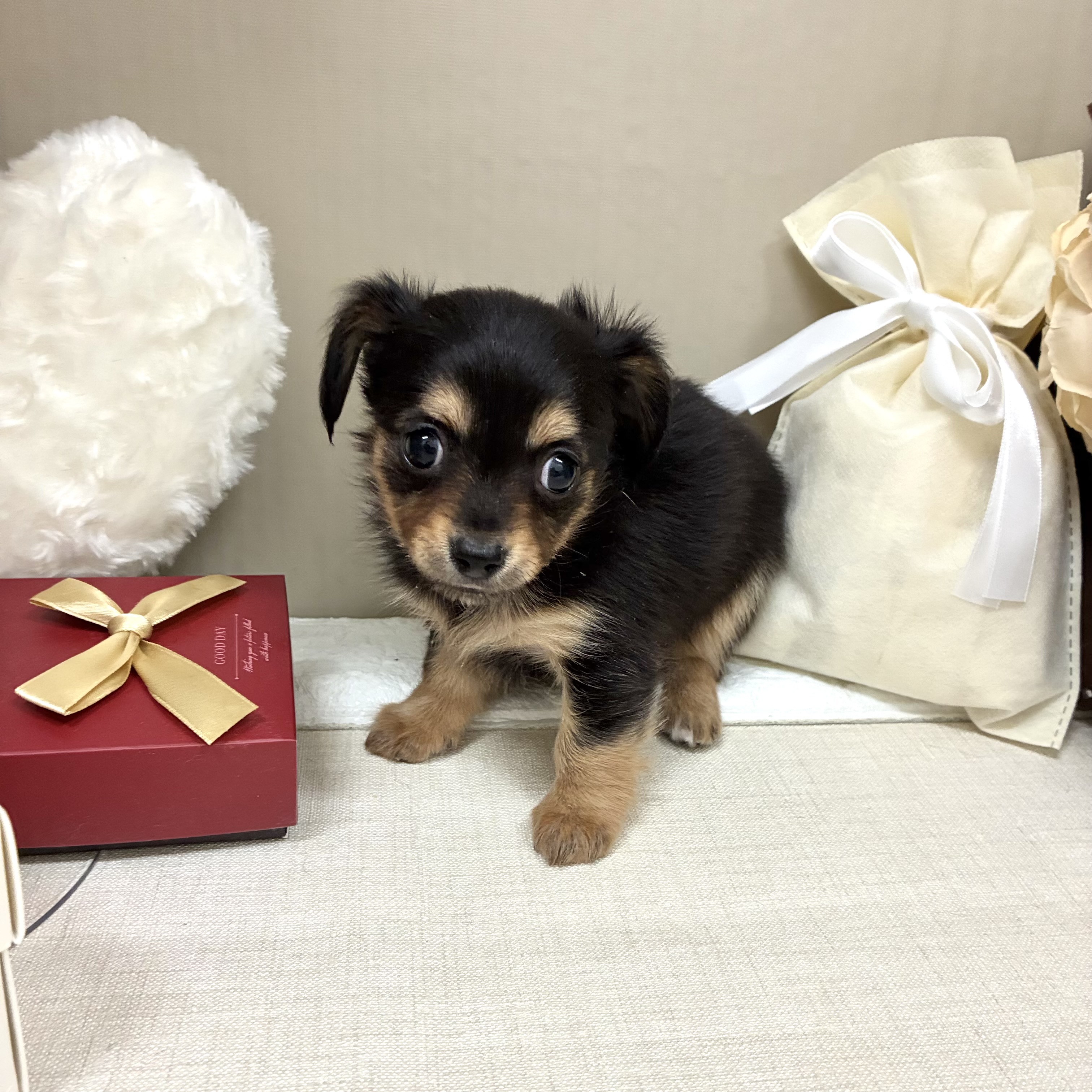 千葉県のチワックス(チワワ×ダックス) (犬の家＆猫の里ワンズモール稲毛店/2026年2月3日生まれ/女の子/ブラックタン)の子犬の3枚目の画像