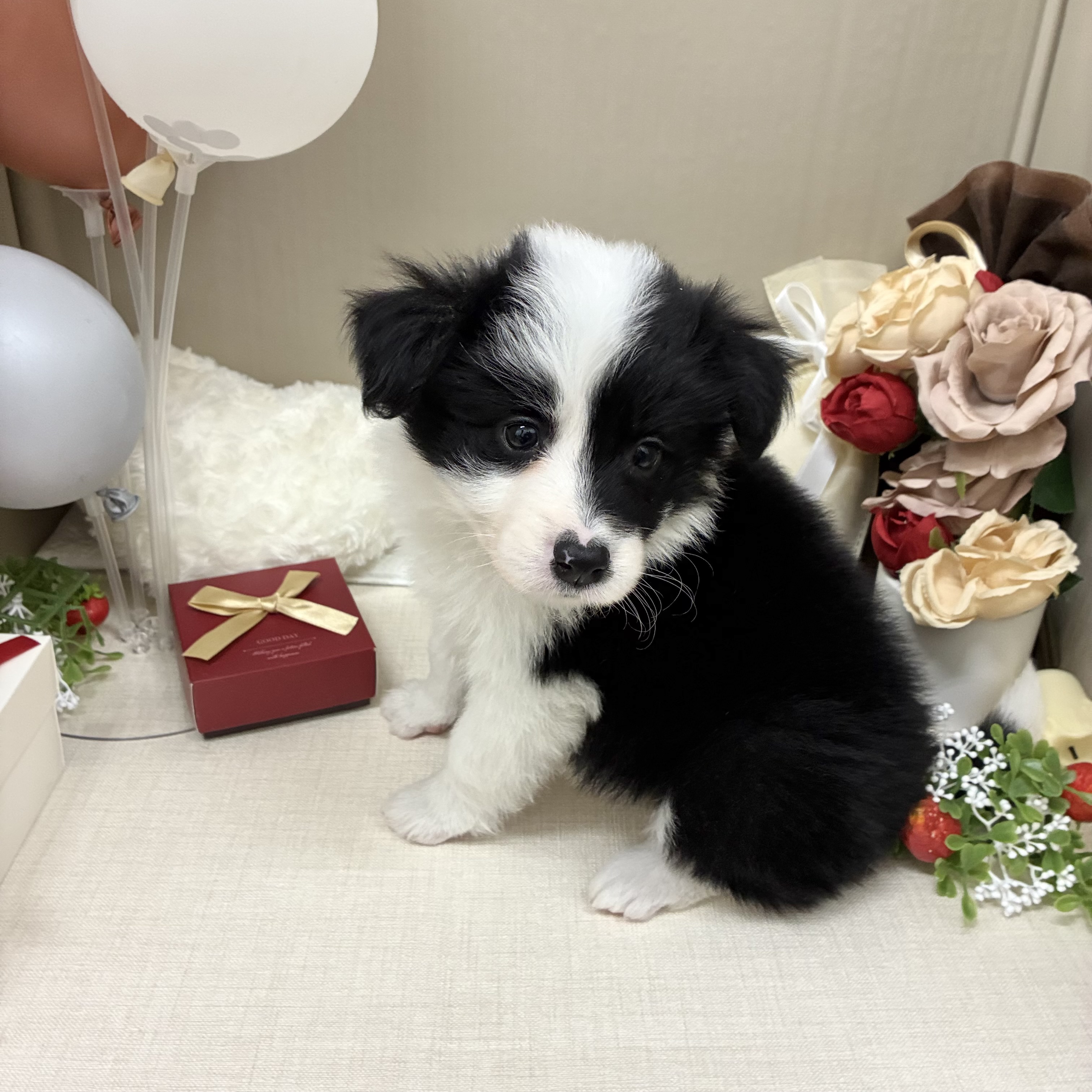 千葉県のボーダーコリー (犬の家＆猫の里ワンズモール稲毛店/2026年2月2日生まれ/女の子/ブラックホワイト)の子犬の3枚目の画像