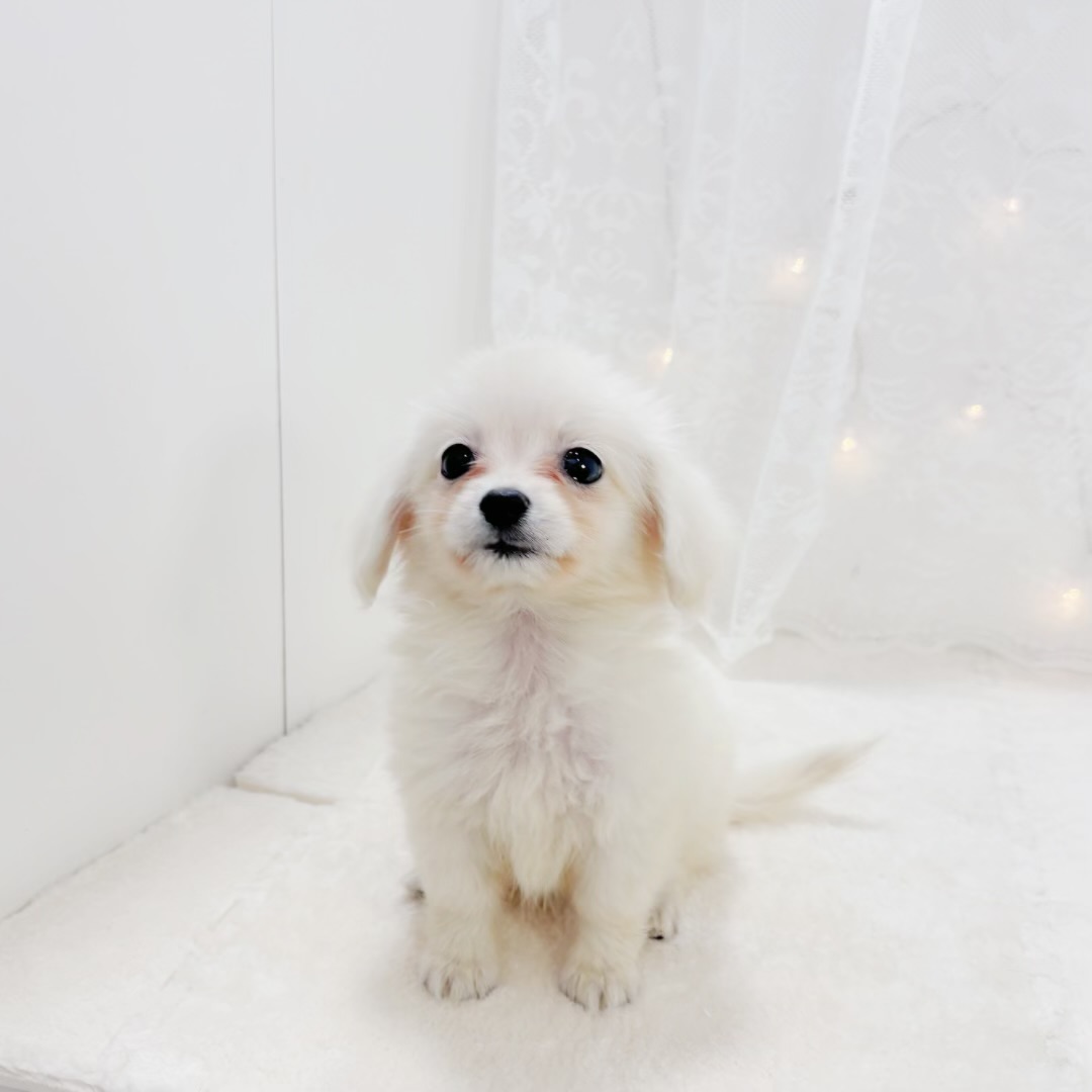 千葉県のポメックス(ポメラニアン×ダックス) (犬の家＆猫の里BIGHOPガーデンモール印西店/2026年2月1日生まれ/女の子/クリーム)の子犬の3枚目の画像