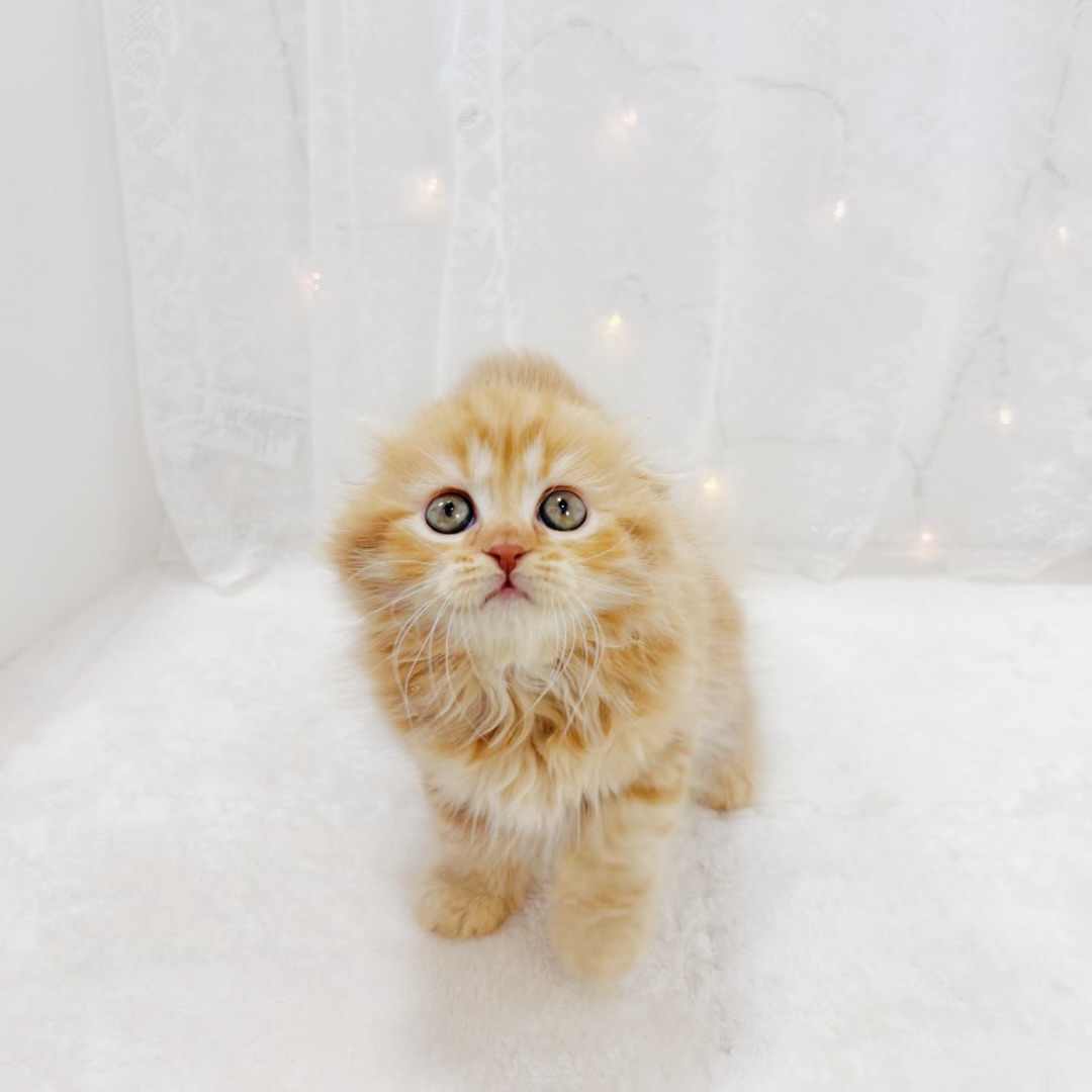 千葉県のスコティッシュフォールド (犬の家＆猫の里BIGHOPガーデンモール印西店/2026年2月3日生まれ/女の子/レッドタビー)の子猫の3枚目の画像