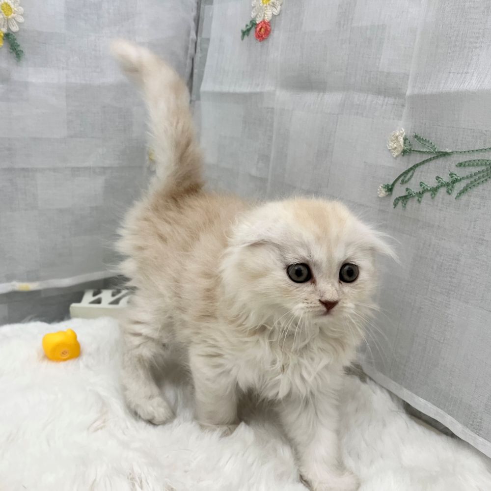 静岡県のスコティッシュフォールド (犬の家＆猫の里MEGAドン・キホーテ袋井店/2026年2月3日生まれ/女の子/シェルカメオ)の子猫の3枚目の画像