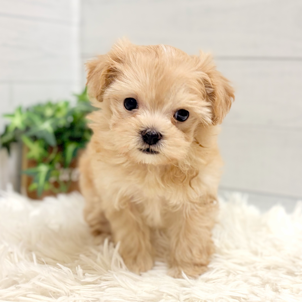 愛知県のマルプー(マルチーズ×プードル) (犬の家＆猫の里豊田店/2026年2月2日生まれ/女の子/クリーム)の子犬の3枚目の画像