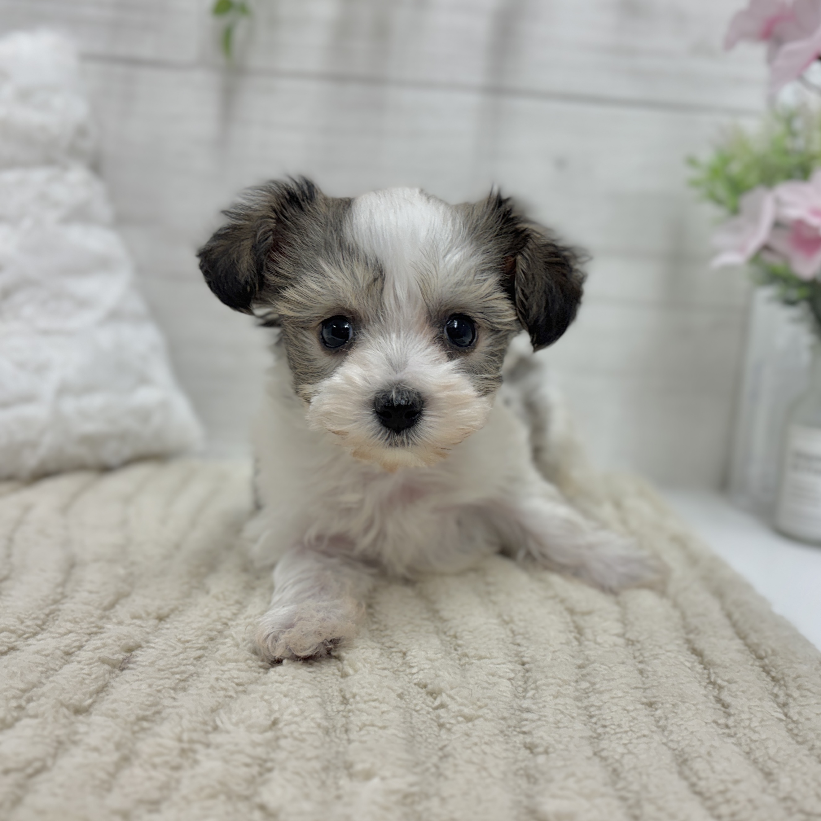 神奈川県のハーフ犬・ミックス犬 (犬の家＆猫の里相模原店/2026年2月2日生まれ/男の子/ホワイトブラウン)の子犬の3枚目の画像