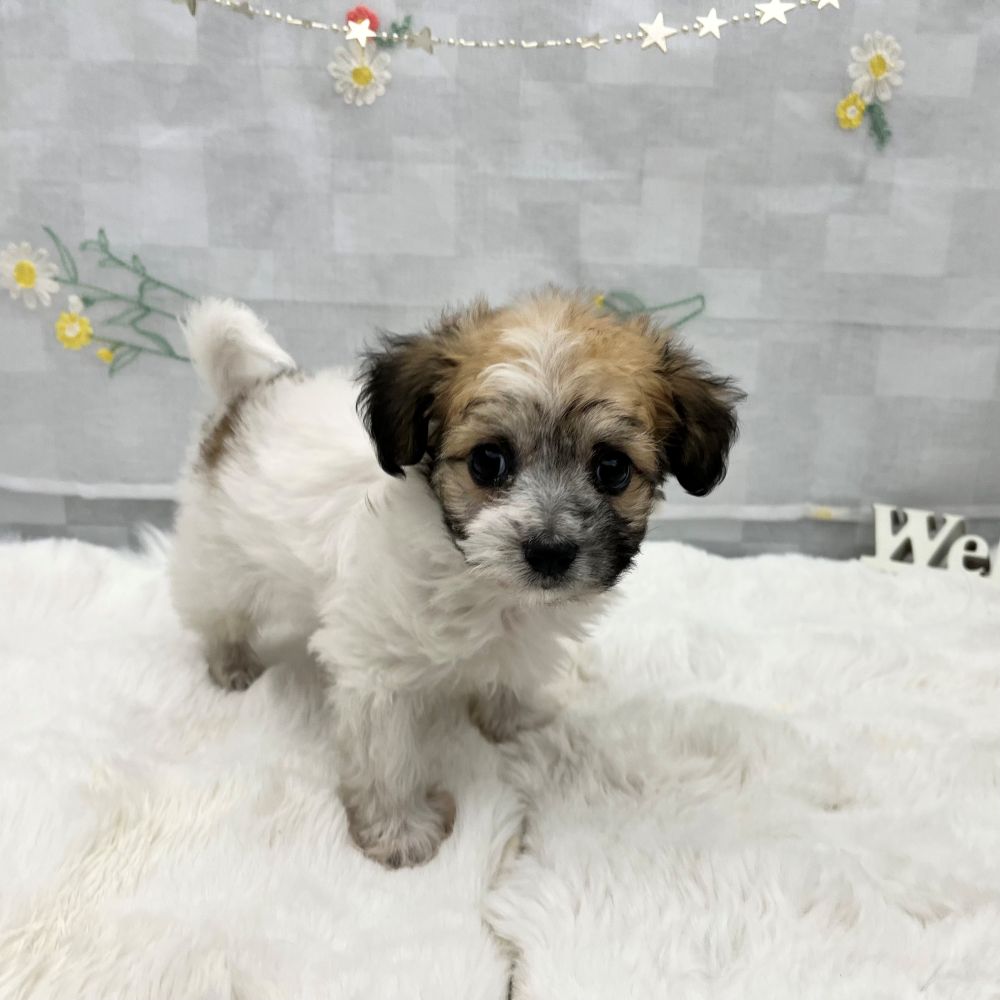 静岡県のハーフ犬・ミックス犬 (犬の家＆猫の里MEGAドン・キホーテ袋井店/2026年2月2日生まれ/男の子/ホワイトブラウン)の子犬の3枚目の画像