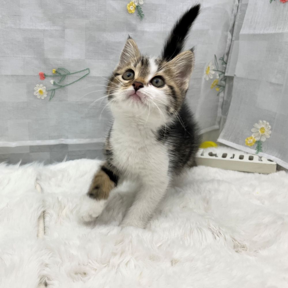 静岡県のミヌエット (犬の家＆猫の里MEGAドン・キホーテ袋井店/2026年2月2日生まれ/男の子/ブラウンタビーホワイト)の子猫の3枚目の画像