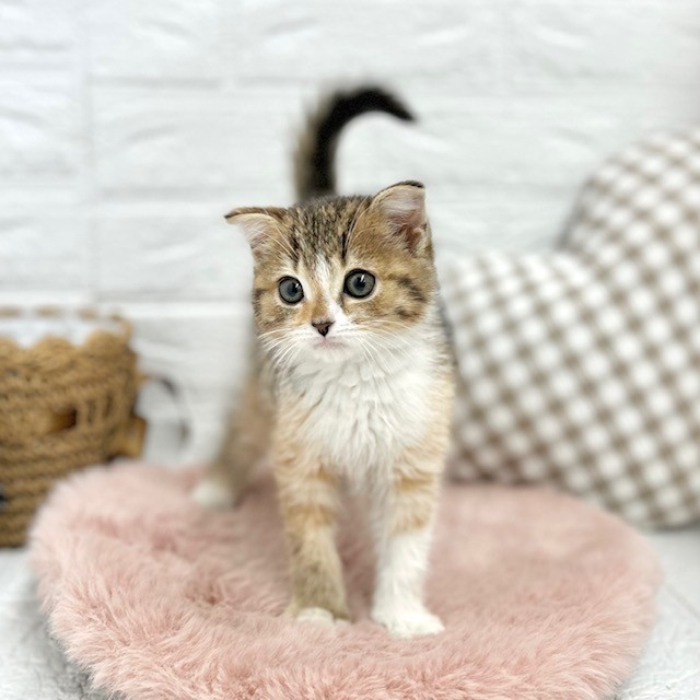 愛知県のスコティッシュフォールド (犬の家＆猫の里豊川インター店/2026年2月1日生まれ/女の子/ブラウンパッチドタビーホワイト)の子猫の3枚目の画像