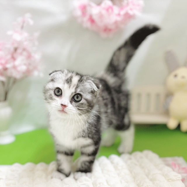 静岡県のスコティッシュフォールド (犬の家＆猫の里藤枝店/2026年1月31日生まれ/女の子/キャリコ)の子猫の3枚目の画像