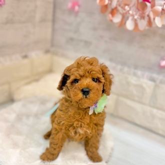 静岡県のトイプードル(トイ) (犬の家＆猫の里プレ葉ウォーク浜北店/2026年1月30日生まれ/男の子/レッド)の子犬の3枚目の画像