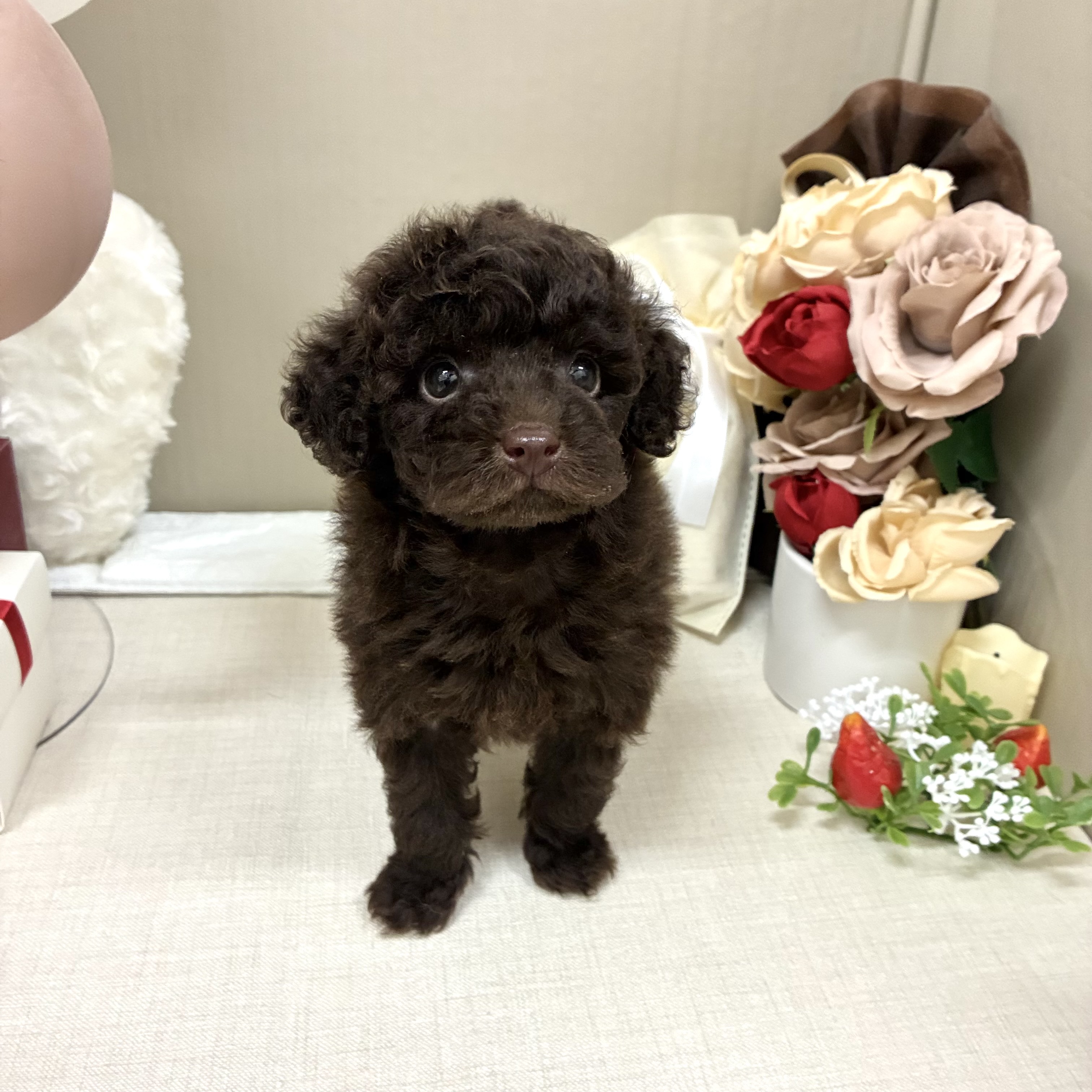 千葉県のトイプードル(トイ) (犬の家＆猫の里ワンズモール稲毛店/2026年2月1日生まれ/男の子/ブラウン)の子犬の3枚目の画像