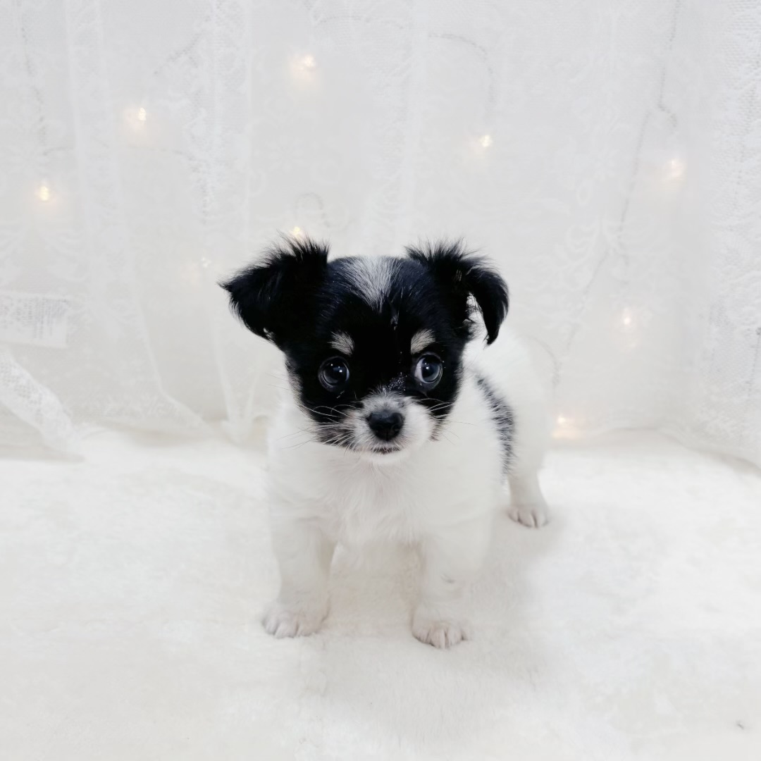 千葉県のチワワ(ロング) (犬の家＆猫の里BIGHOPガーデンモール印西店/2026年2月1日生まれ/女の子/ホワイトブラックタン)の子犬の3枚目の画像