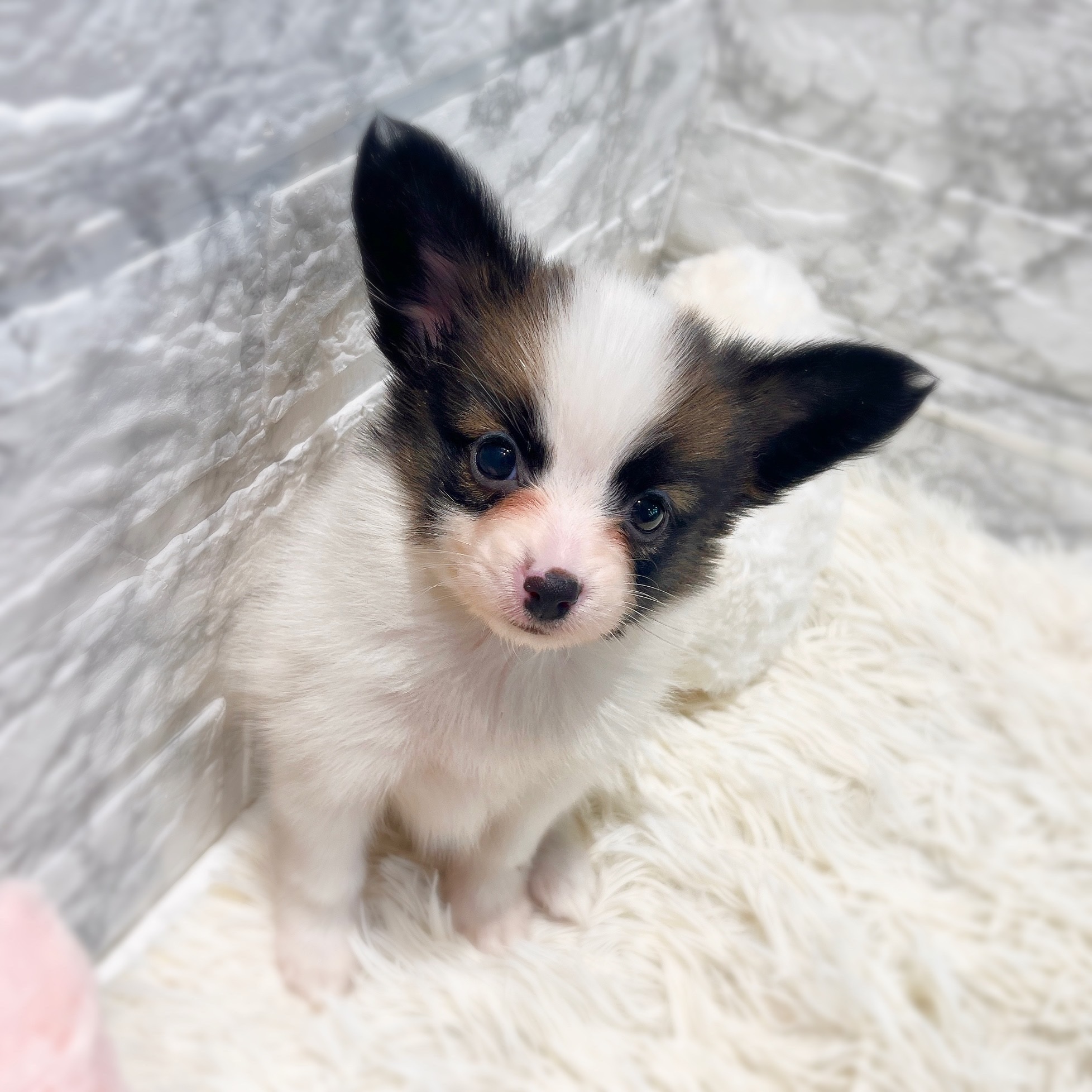 愛知県のパピヨン (犬の家＆猫の里MiO香久山店/2026年2月3日生まれ/女の子/ホワイトブラウン)の子犬の3枚目の画像