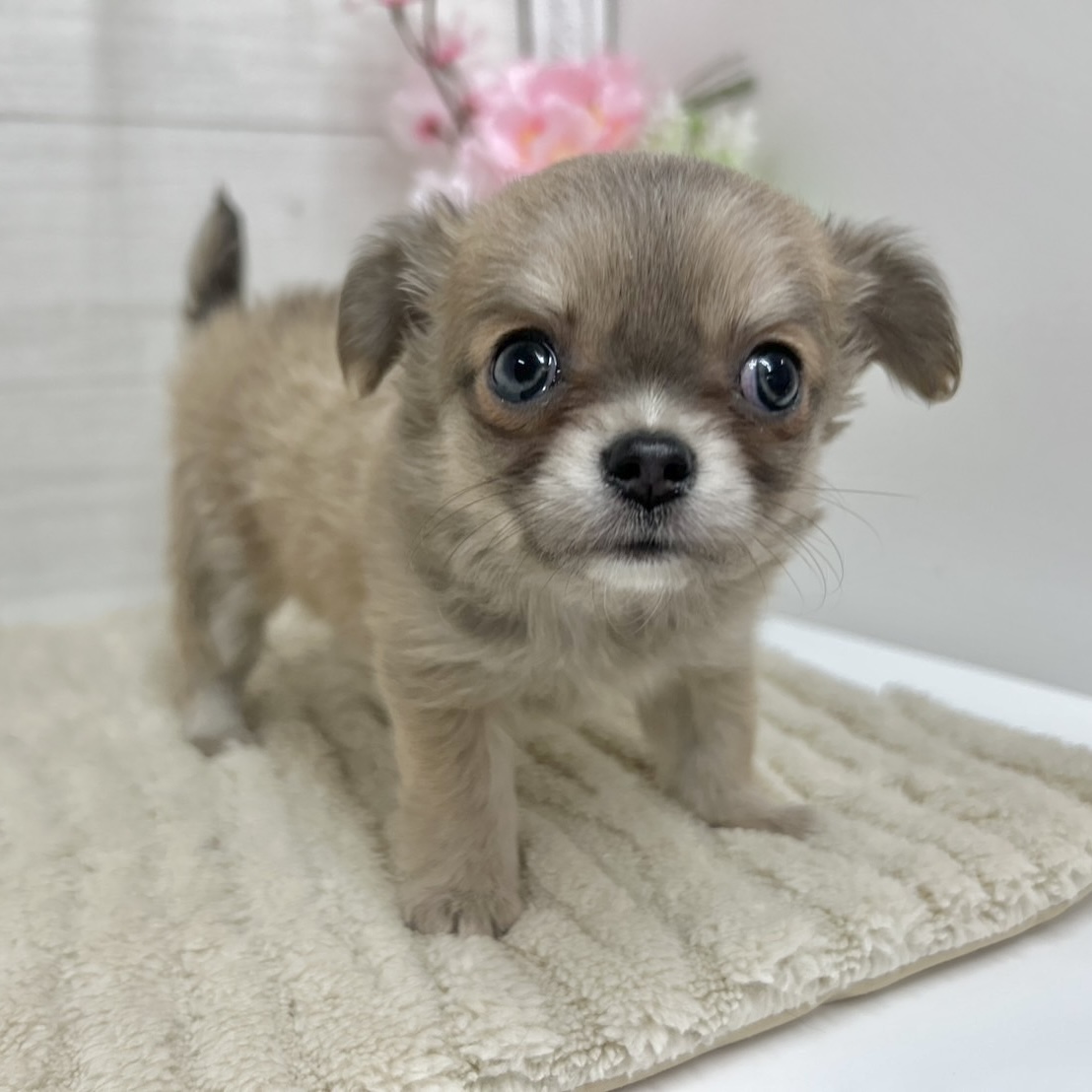 神奈川県のチワワ(ロング) (犬の家＆猫の里相模原店/2026年2月2日生まれ/女の子/グレーフォーン)の子犬の3枚目の画像