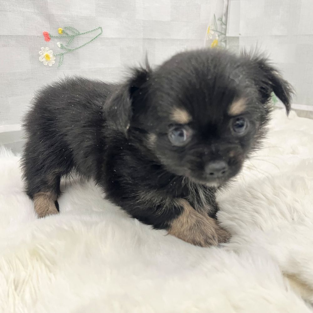 静岡県のチワワ(ロング) (犬の家＆猫の里MEGAドン・キホーテ袋井店/2026年2月1日生まれ/男の子/ブラックタンホワイト)の子犬の3枚目の画像