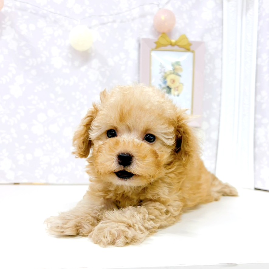 富山県のトイプードル(トイ) (犬の家＆猫の里アミーゴ高岡蓮花寺店/2026年2月2日生まれ/男の子/アプリコット)の子犬の3枚目の画像