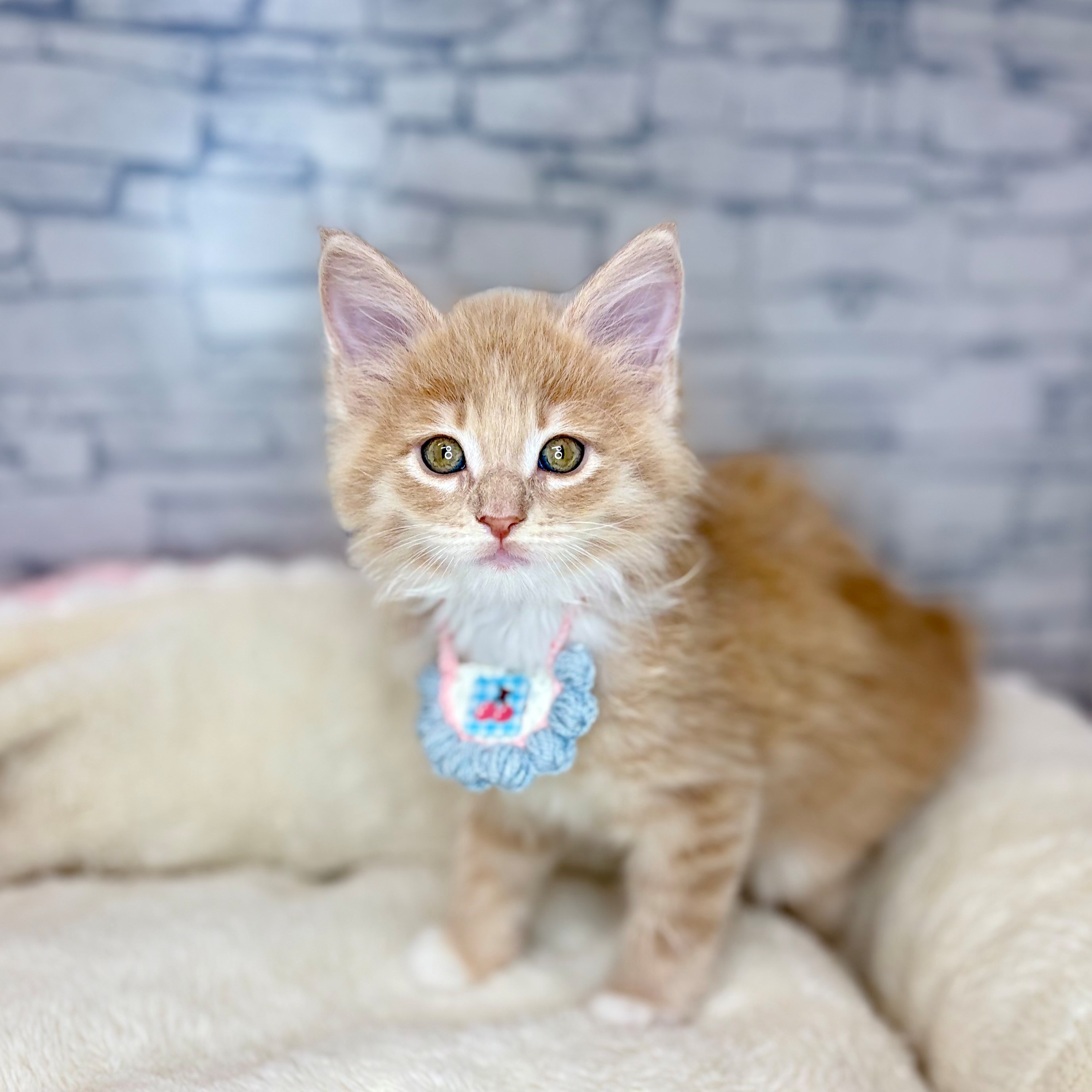 長野県のノルウェージャンフォレストキャット (犬の家＆猫の里長野店/2026年2月3日生まれ/女の子/クリームタビーホワイト)の子猫の3枚目の画像