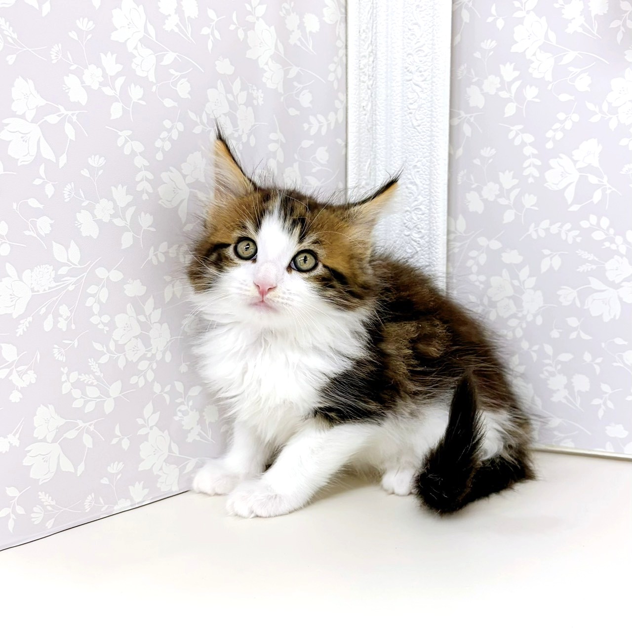 富山県のノルウェージャンフォレストキャット (犬の家＆猫の里アミーゴ高岡蓮花寺店/2026年2月3日生まれ/男の子/ブラウンタビーホワイト)の子猫の3枚目の画像