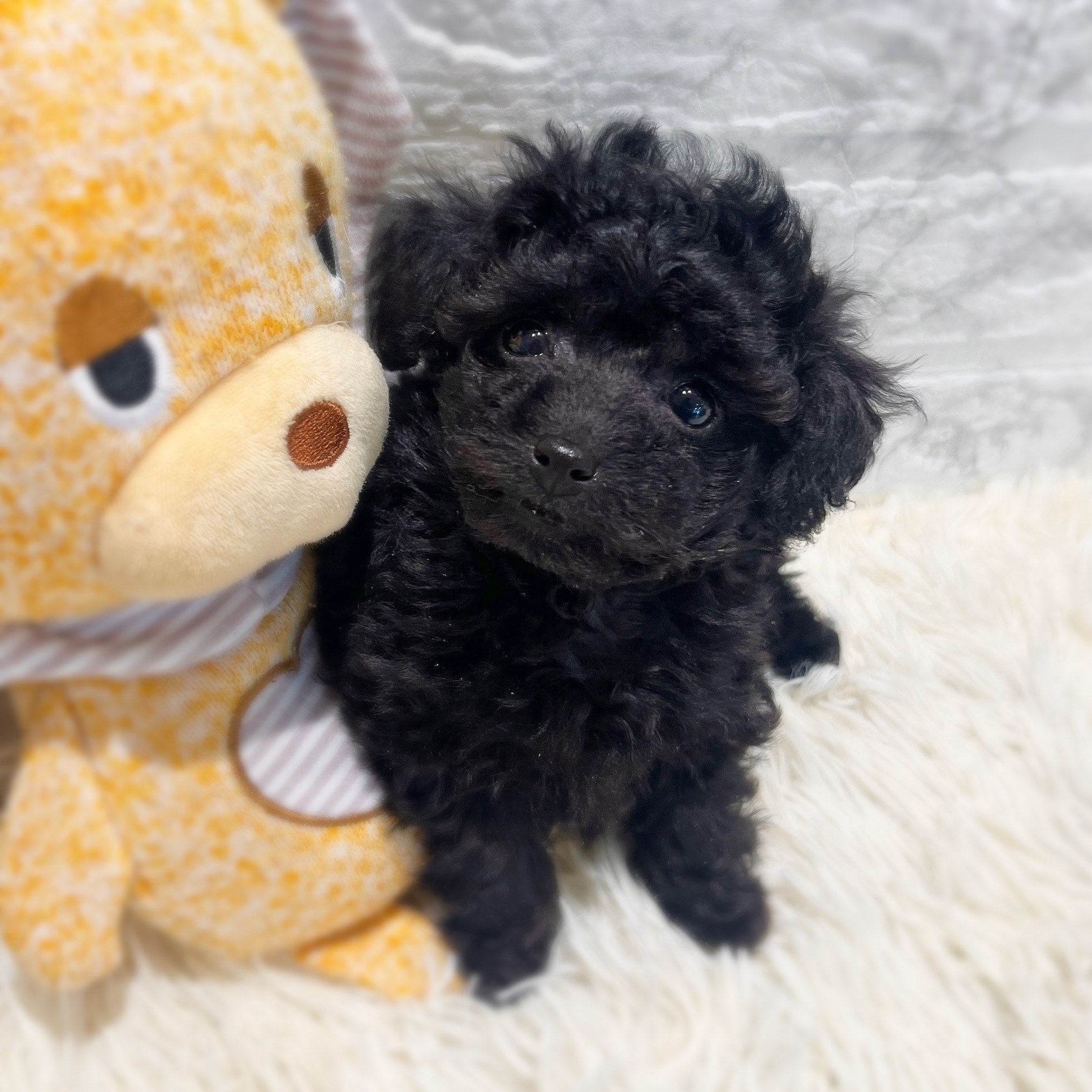 愛知県のトイプードル(トイ) (犬の家＆猫の里MiO香久山店/2026年2月2日生まれ/女の子/ブラック)の子犬の3枚目の画像