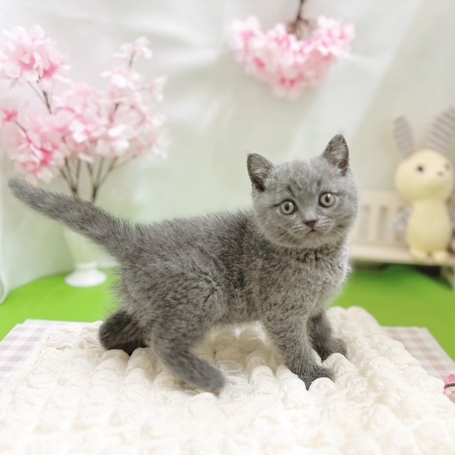 静岡県のブリティッシュショートヘアー (犬の家＆猫の里藤枝店/2026年2月2日生まれ/男の子/ブルー)の子猫の3枚目の画像