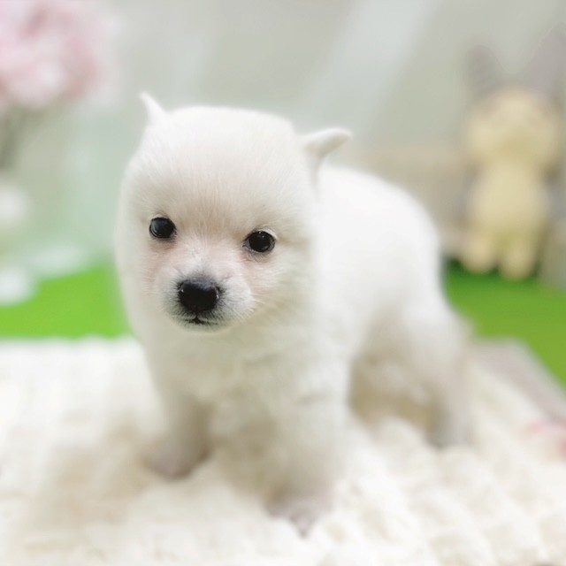 静岡県のポメ柴/豆ポメ/ポメ豆柴(ポメラニアン×柴犬) (犬の家＆猫の里藤枝店/2026年2月2日生まれ/女の子/白)の子犬の3枚目の画像