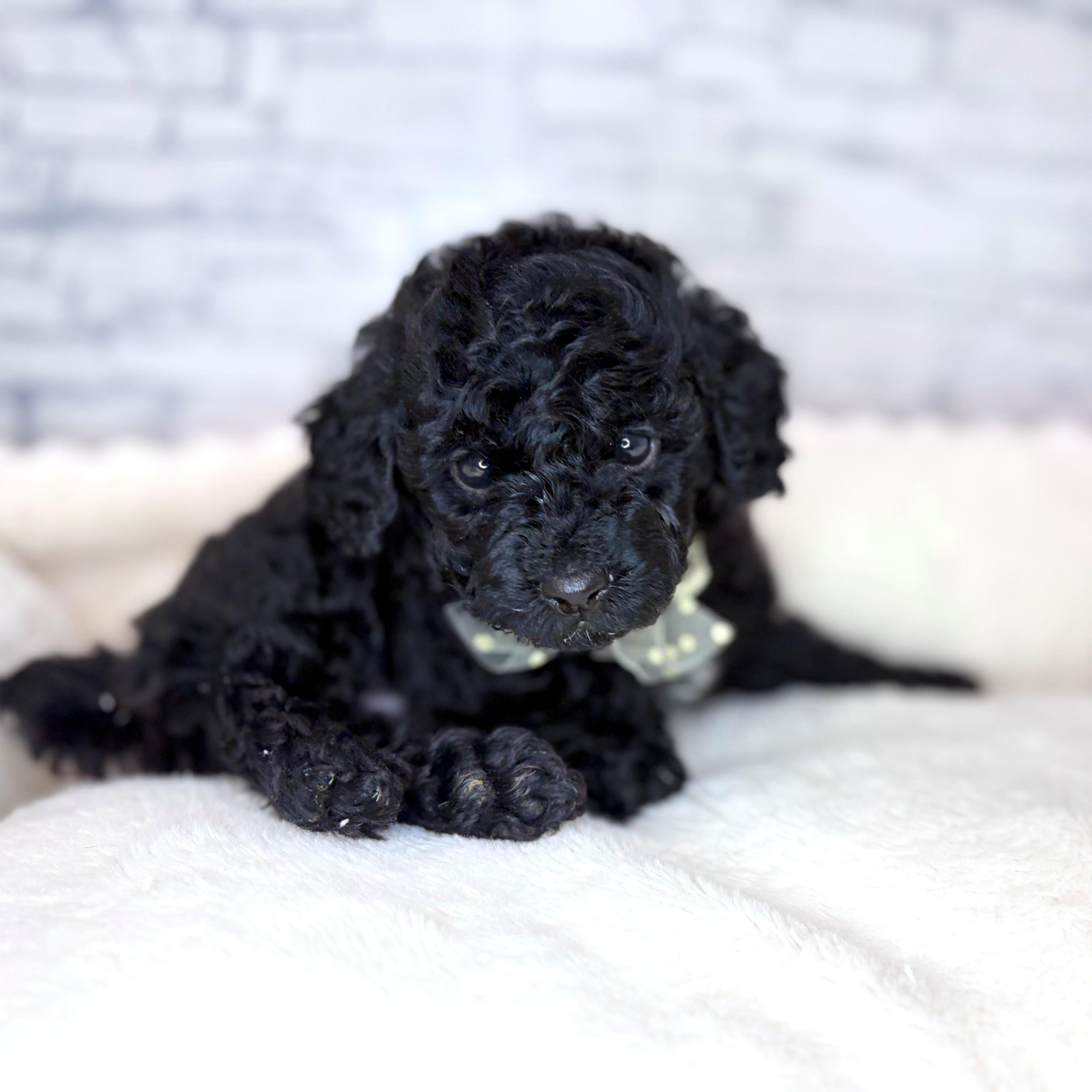 長野県のトイプードル(トイ) (犬の家＆猫の里長野店/2026年2月2日生まれ/男の子/ブラック)の子犬の3枚目の画像