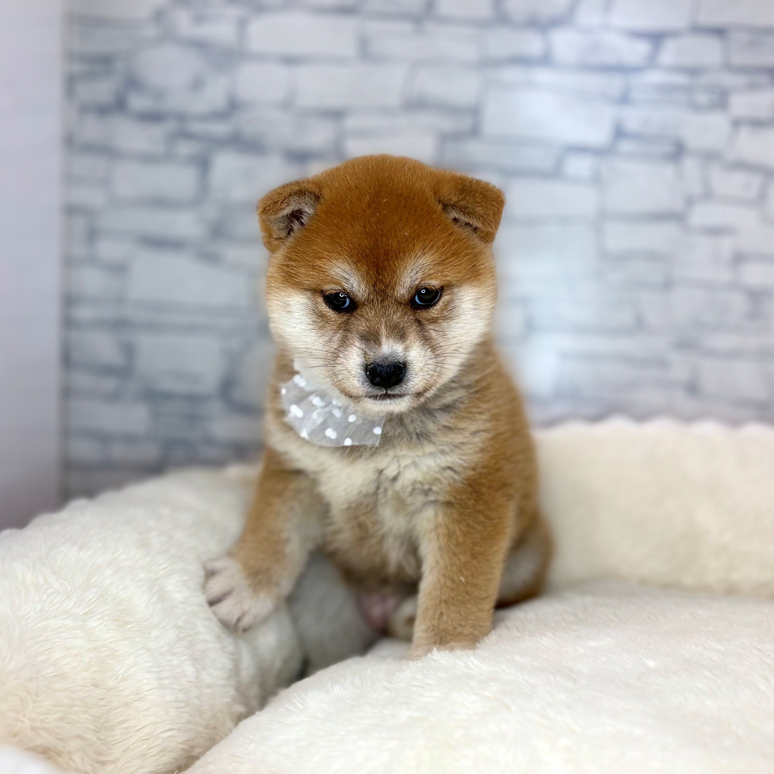 長野県の柴犬(標準サイズ) (犬の家＆猫の里長野店/2026年2月2日生まれ/女の子/赤)の子犬の3枚目の画像