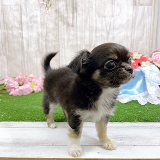 神奈川県のチワワ(ロング) (犬の家＆猫の里小田原店/2026年2月2日生まれ/男の子/ブラックタンホワイト)の子犬の3枚目の画像