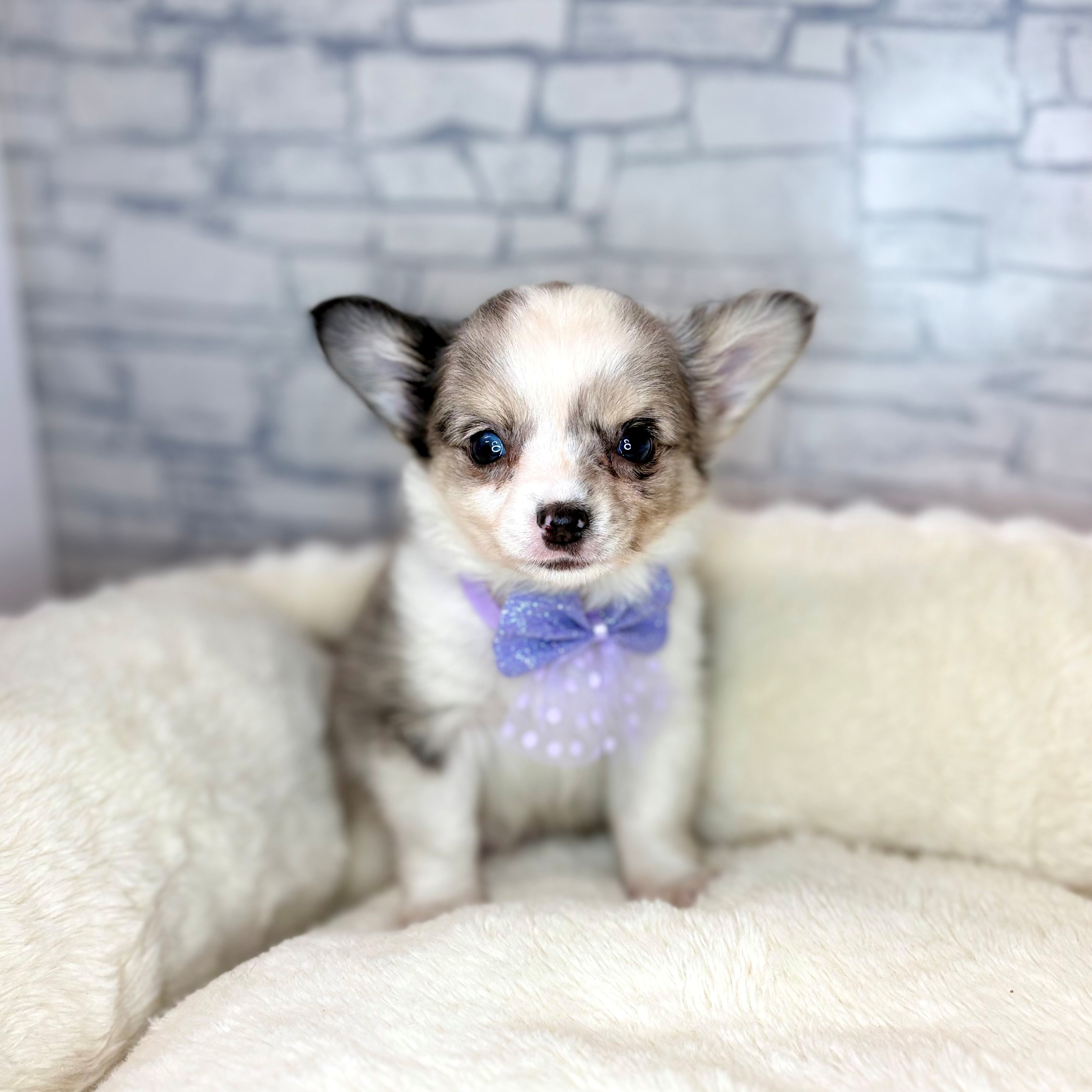 チワワ（ロング）男の子の写真