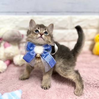 静岡県のソマリ (犬の家＆猫の里アミーゴ浜松和田店/2026年1月30日生まれ/男の子/ブルー)の子猫の3枚目の画像